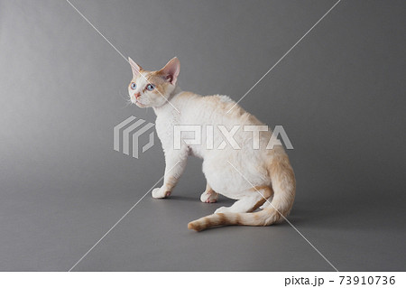振り向いた猫（デボンレックス）の全身写真 73910736