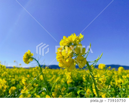 菜の花 菜の花 73910750