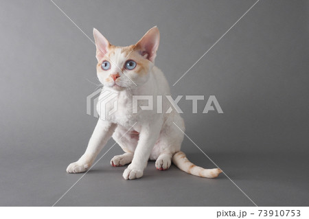 青い目で巻毛の猫（デボンレックス）の全身写真 73910753