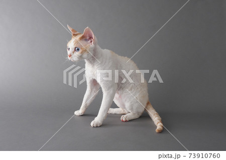 青い目で巻毛の猫(デボンレックス)の全身写真 青い目で巻毛の猫(デボンレックス)の全身写真 73910760