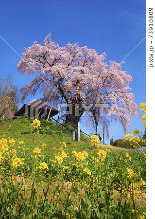 【福島】満開の上石の不動ザクラと菜の花 【福島】満開の上石の不動ザクラと菜の花 73910809