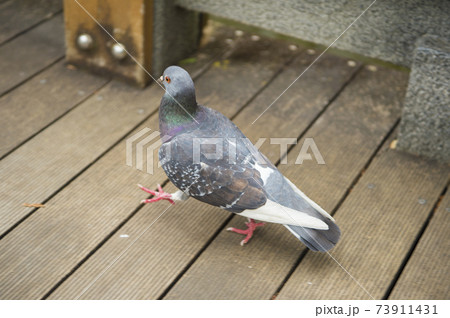 公園を歩く鳩[東京] 73911431