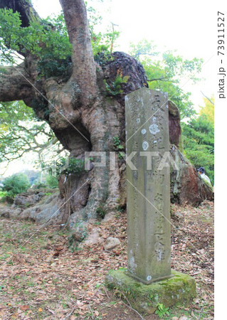 ご神木「府馬の大クス」in 千葉県香取市 ご神木「府馬の大クス」in 千葉県香取市 73911527