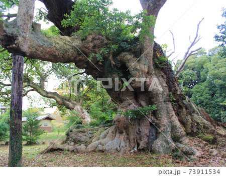 ご神木「府馬の大クス」in 千葉県香取市 73911534