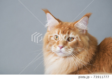 お座りした長毛猫 メインクーン の顔の写真素材