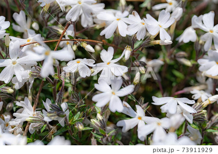安曇野拾ヶ堰の芝桜 【長野県】 安曇野拾ヶ堰の芝桜 【長野県】 73911929