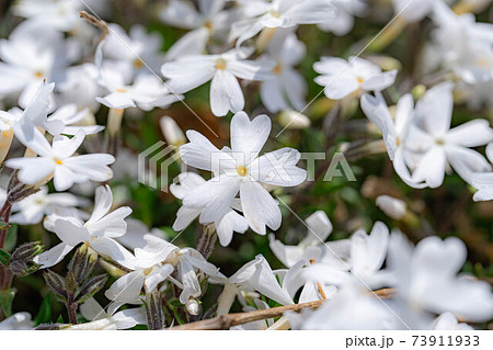 安曇野拾ヶ堰の芝桜　【長野県】 73911933