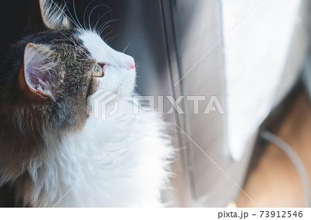 見上げるノルウェージャンフォレストキャットの子猫の写真素材