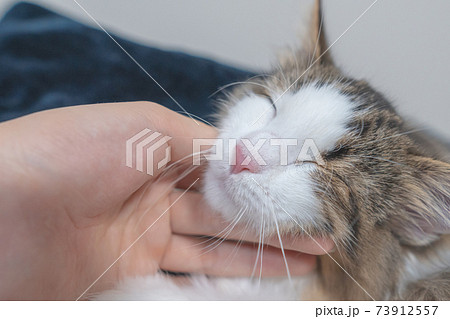 手で撫でられて気持ち良さそうなノルウェージャンフォレストキャットの子猫の写真素材
