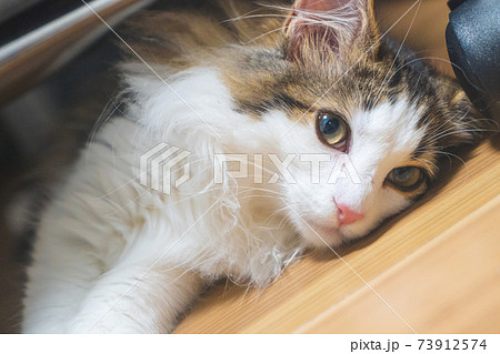 上向き目線のノルウェージャンフォレストキャットの子猫 上向き目線のノルウェージャンフォレストキャットの子猫 73912574