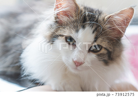 見つめるノルウェージャンフォレストキャットの子猫 見つめるノルウェージャンフォレストキャットの子猫 73912575