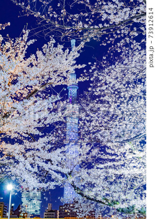 東京スカイツリーと桜(隅田川公園) 東京スカイツリーと桜(隅田川公園) 73912614