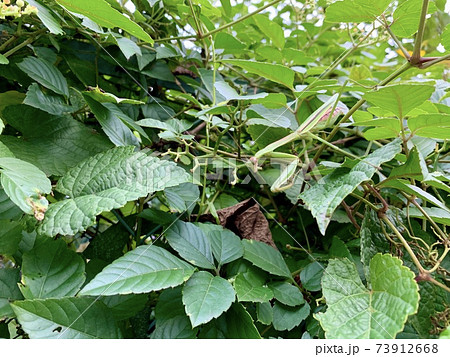 藪の中にいる緑色のカマキリ/The mantis 藪の中にいる緑色のカマキリ/The mantis 73912668