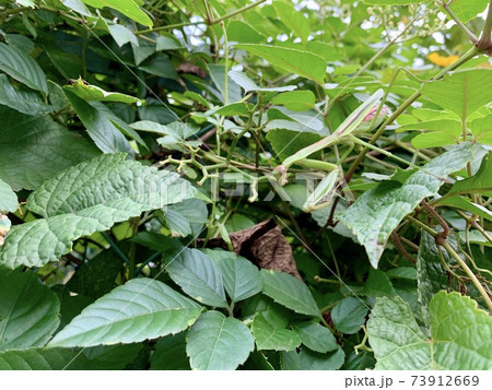 藪の中にいる緑色のカマキリ/The mantis 73912669