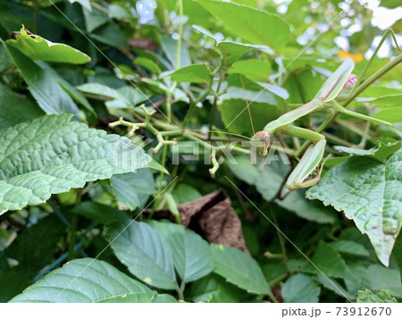 藪の中にいる緑色のカマキリ/The mantis 藪の中にいる緑色のカマキリ/The mantis 73912670