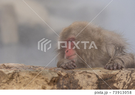 地獄谷野猿公苑 地獄谷野猿公苑 73913058