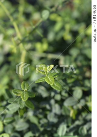 Wintercreeper Minimus Wintercreeper Minimus 73914668