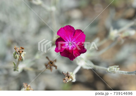 Rose campion 73914696