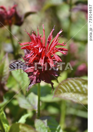 Bee balm Cambridge Scarlet 73914697
