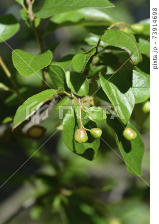 Peking cotoneaster 73914698