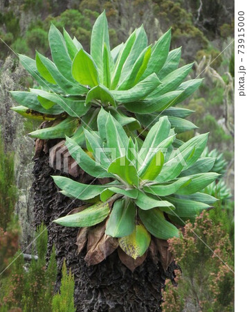 キリマンジャロの植物 73915000