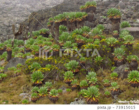 キリマンジャロの植物 キリマンジャロの植物 73915015