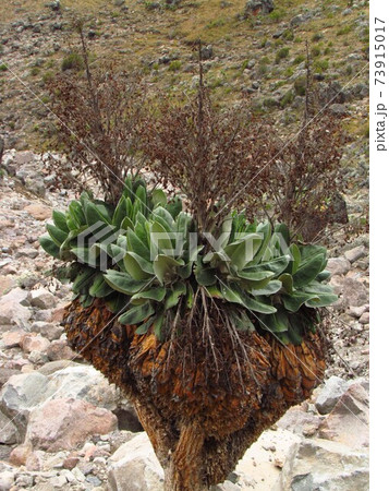 キリマンジャロの植物 キリマンジャロの植物 73915017