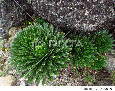 キリマンジャロの植物 73915019