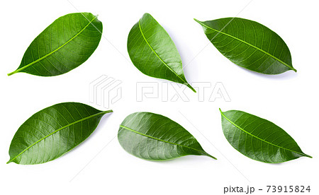 Green lychee leaf isolated on a white background. 73915824