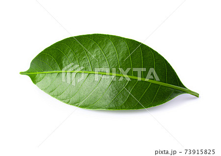 Green lychee leaf isolated on a white background. 73915825