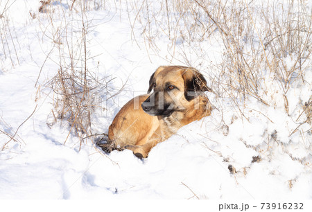 Homeless sad dog lies in the snow outdoors. Animals need home concept 73916232