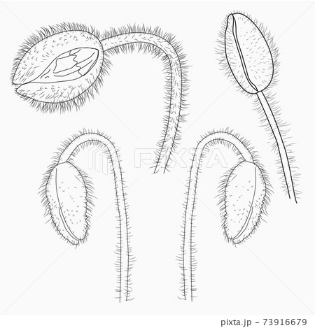 California poppy flowers drawn and sketch with line-art on white backgrounds. 73916679