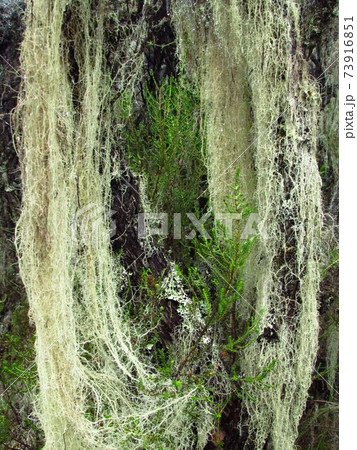 キリマンジャロ・高山植物 キリマンジャロ・高山植物 73916851