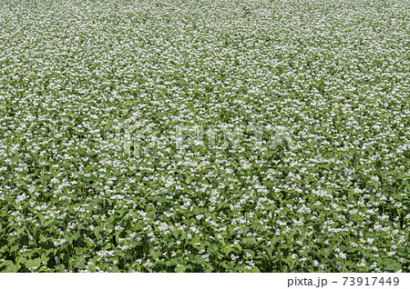 そば畑　蕎麦の花 73917449
