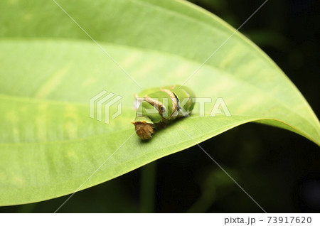 A worm on a green leaf 73917620
