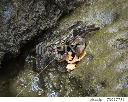 沖縄県・西表島・カニ 沖縄県・西表島・カニ 73917781