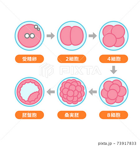 受精卵 胚盤胞の成長過程のイラストのイラスト素材