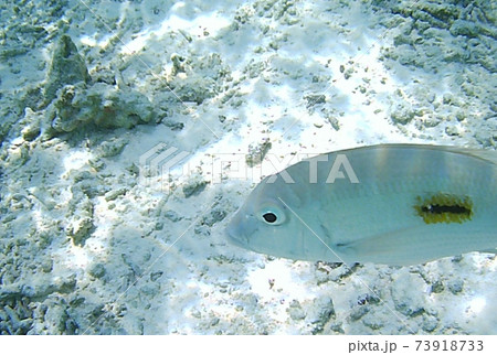 Fishes swim against the background of corals. 73918733