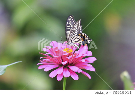 百日草の蜜を吸うアゲハチョウ　　 73919011