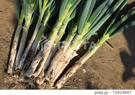 長ネギ 73919607