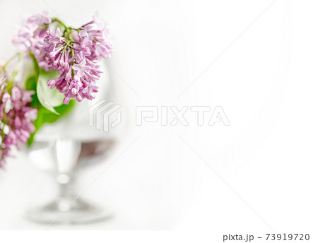 Blooming lilac bunch in blurred wine glass on white background 73919720