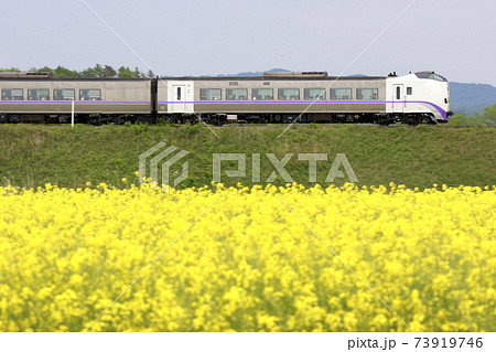 菜の花畑を駆ける特急とかち 特急とかち 特急おおぞら 菜の花畑を駆ける特急とかち 特急とかち 特急おおぞら 73919746