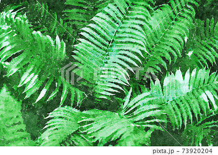 Ferns In The Tropical Forest Ferns In The Tropical Forest 73920204
