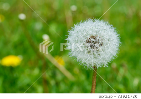 Beautiful fluffy dandelion with rain drops and seeds against the green grass Beautiful fluffy dandelion with rain drops and seeds against the green grass 73921720