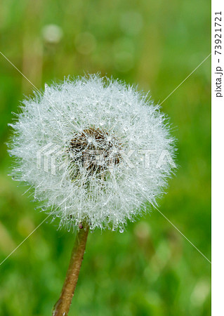 Beautiful fluffy dandelion with rain drops and seeds against the green grass Beautiful fluffy dandelion with rain drops and seeds against the green grass 73921721