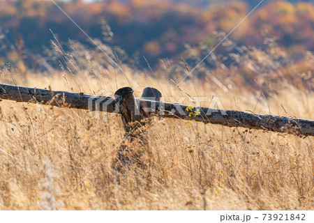 Country basic handmade rural wooden fence in tall golden autumn grass on vivid mountain forest backdrop 73921842