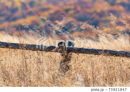 Country basic handmade rural wooden fence in tall golden autumn grass on vivid mountain forest backdrop 73921847