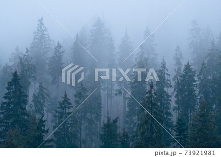 Spruce Forest on Autumn or Winter Yellow mountain hills in fog on Cloudy Weather Spruce Forest on Autumn or Winter Yellow mountain hills in fog on Cloudy Weather 73921981