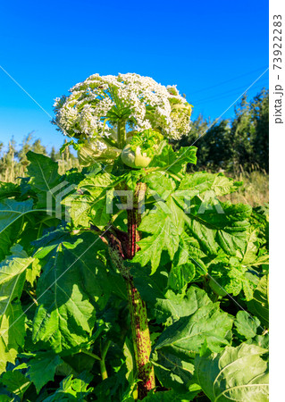 Sosnowsky's hogweed (Heracleum sosnowskyi) is a dangerous herbaceous flowering plant. All parts of plant contain the intense toxic allergen furanocoumarin Sosnowsky's hogweed (Heracleum sosnowskyi) is a dangerous herbaceous flowering plant. All parts of plant contain the intense toxic allergen furanocoumarin 73922283