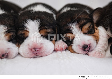 small new borne newborn beagle puppy 73922860
